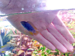 Apistogramma borellii Opal (2 foto / 3)