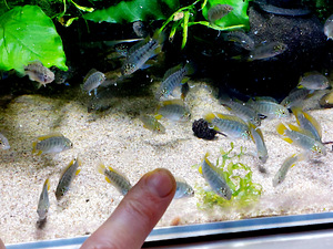 Apistogramma borellii Opal (3 foto / 3)