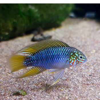 Apistogramma borellii Opal