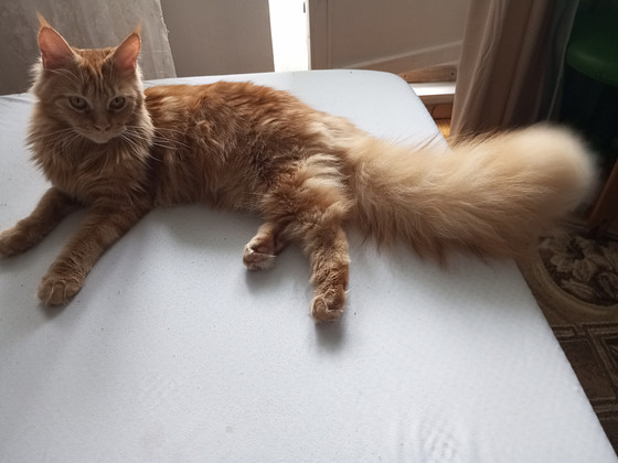 Maine Coon