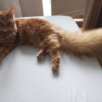 Maine Coon