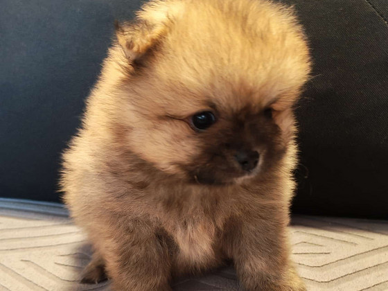 Pomeranian pentu