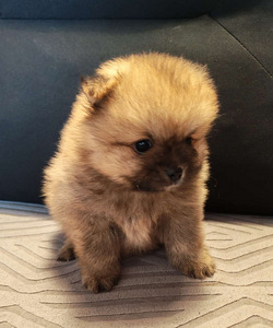 Pomeranian pentu (1 valokuva sivusta 2)