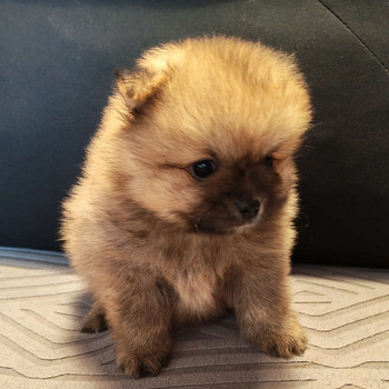 Pomeranian pentu