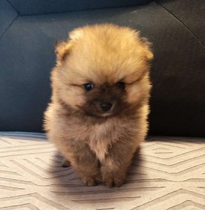 Pomeranian pentu (2 valokuva sivusta 2)