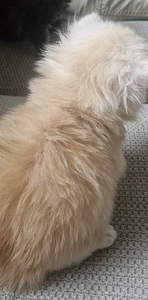 Siperiankissa/Maine Coon mix (6 valokuva sivusta 6)