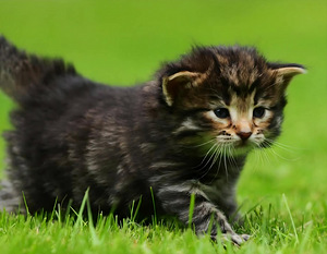 Siperiankissa/Maine Coon mix (5 valokuva sivusta 6)