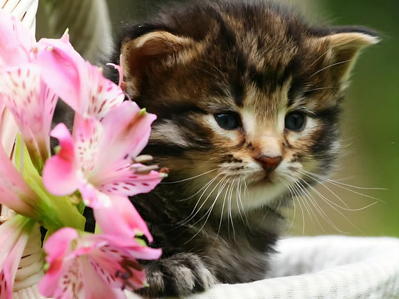 Siperiankissa/Maine Coon mix