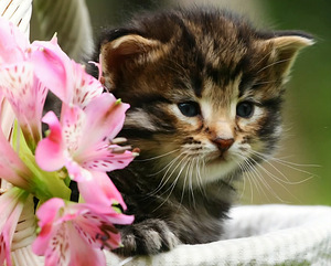 Siperiankissa/Maine Coon mix (1 valokuva sivusta 6)