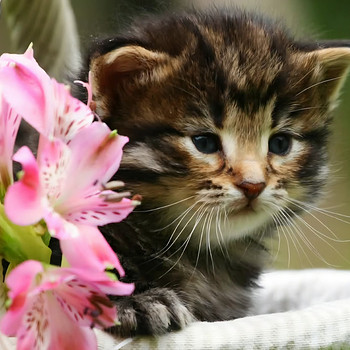 Siperiankissa/Maine Coon mix