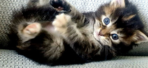 Siperiankissa/Maine Coon mix (2 valokuva sivusta 6)