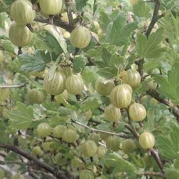 Крыжовник