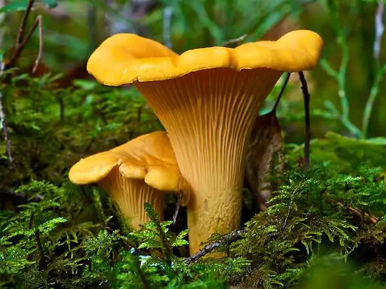 Müüa värskeid kukeseeni
