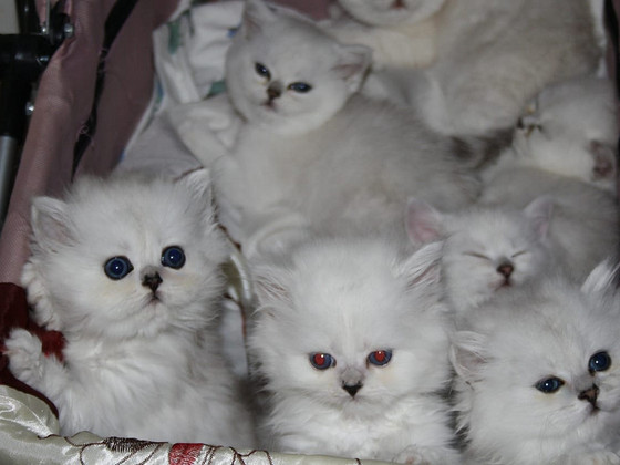 Британские котята