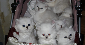 Британские котята (9 фото из 10)