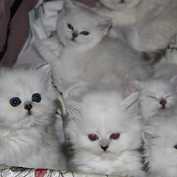 Британские котята