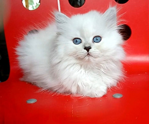 Британские котята (5 фото из 6)