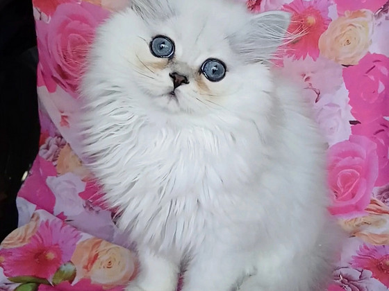 Британские котята