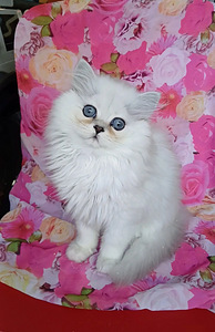 Британские котята (1 фото из 6)
