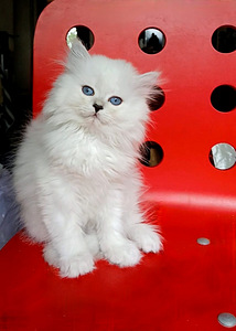 Британские котята (6 фото из 6)