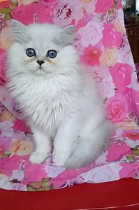 Британские котята (2 фото из 6)