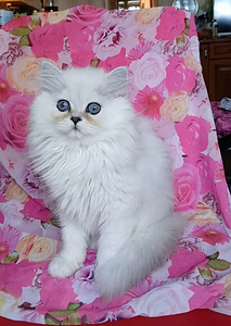 Британские котята (3 фото из 6)