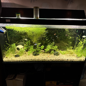 Akvaarium 180 l + kõik vajalik + kalad