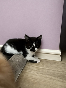 Котята (1 фото из 2)