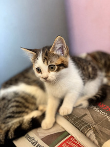 Котята (2 фото из 2)