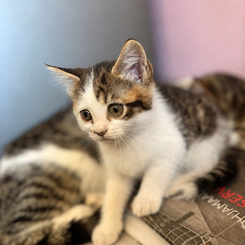 Котята