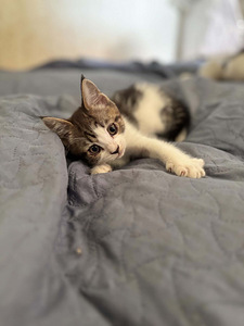 Котенок (1 фото из 1)