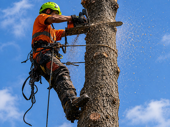 Ohtlike puude langetamine, arborist ja kändude freesimine
