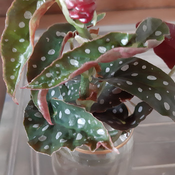 Begoonia