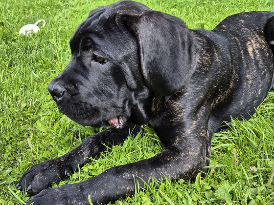 4-месячные щенки Cane Corso