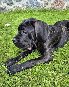 4- kuused Cane Corso kutsikad (1 foto / 10)