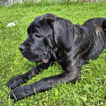 4- kuused Cane Corso kutsikad