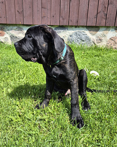 4- kuused Cane Corso kutsikad (2 foto / 10)