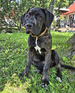 4- kuused Cane Corso kutsikad (3 foto / 10)