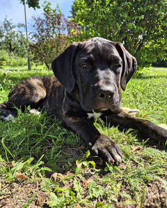 4- kuused Cane Corso kutsikad (4 foto / 10)