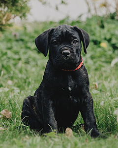 4- kuused Cane Corso kutsikad (5 foto / 10)