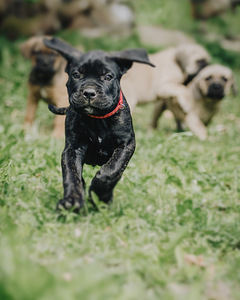 4- kuused Cane Corso kutsikad (6 foto / 10)