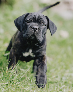 4- kuused Cane Corso kutsikad (7 foto / 10)