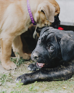 4- kuused Cane Corso kutsikad (8 foto / 10)