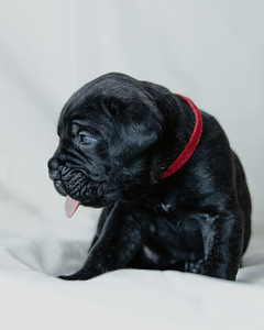 4- kuused Cane Corso kutsikad (9 foto / 10)