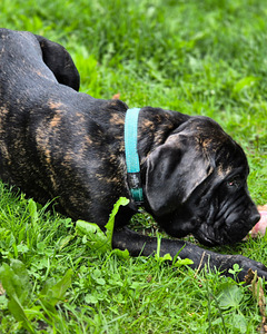 5-месячные щенки Cane Corso (1 фото из 9)