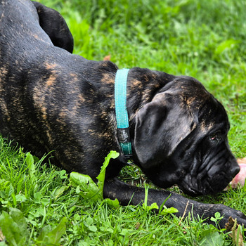 5-kuune isane Cane Corso kutsikas