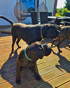 5-месячные щенки Cane Corso (3 фото из 9)