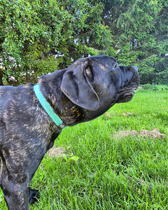 5-месячные щенки Cane Corso (2 фото из 9)