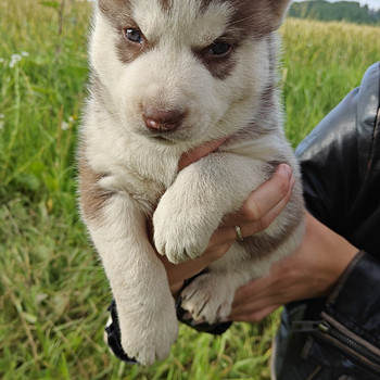 Husky
