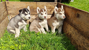 Husky (3 foto / 10)
